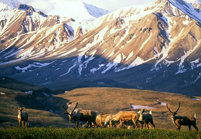 Abenteuer Yukon - Durchs wilde Herz Kanadas - Van film