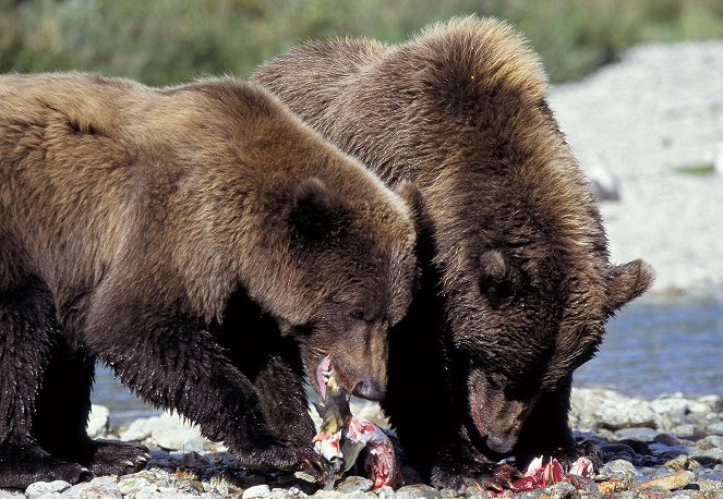 Abenteuer Yukon - Durchs wilde Herz Kanadas - Film