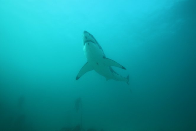 Velcí bílí žraloci z Madagaskaru - Z filmu