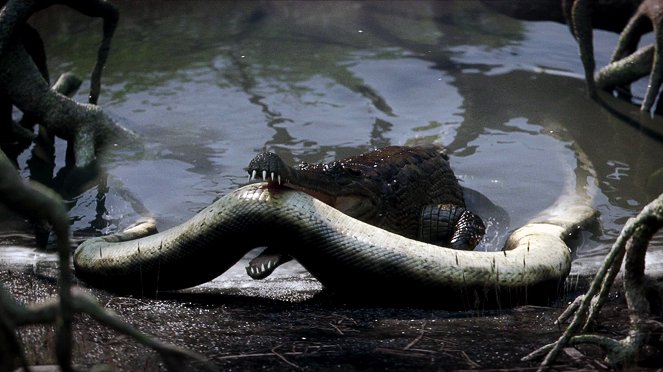 Krokotiilit vastaan käärmeet - Kuvat elokuvasta