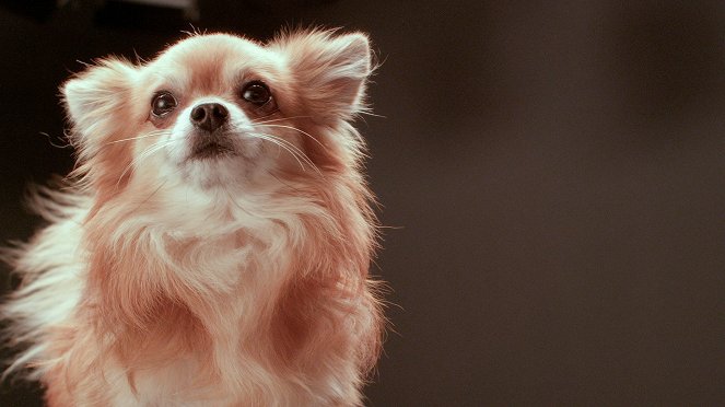 Secret Life of Dogs - Z filmu