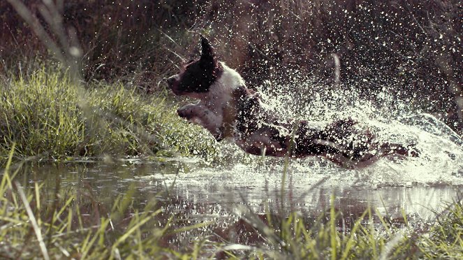 Koirien salainen elämä - Kuvat elokuvasta
