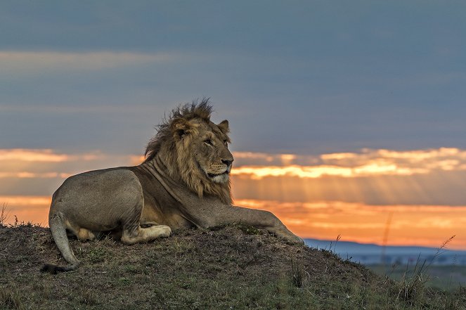 Big Cat Tales - Afrikas Raubkatzen - Filmfotos