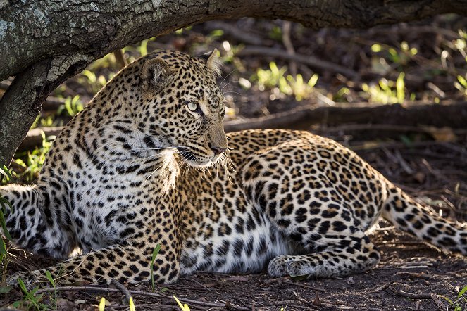 Big Cat Tales - Afrikas Raubkatzen - Filmfotos