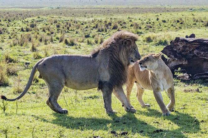 Big Cat Tales - De la película