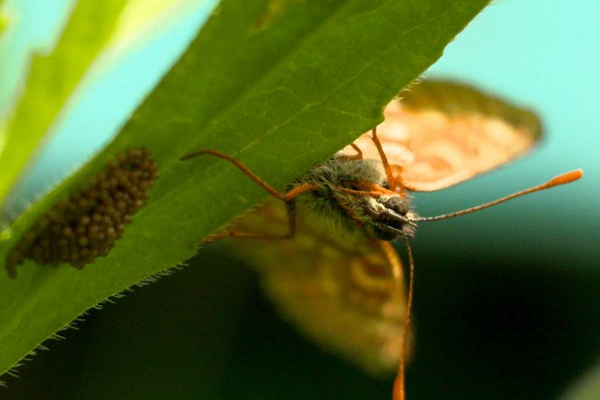 Das große Insektensterben - Kuvat elokuvasta