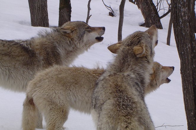 Der Wolfspakt - Film