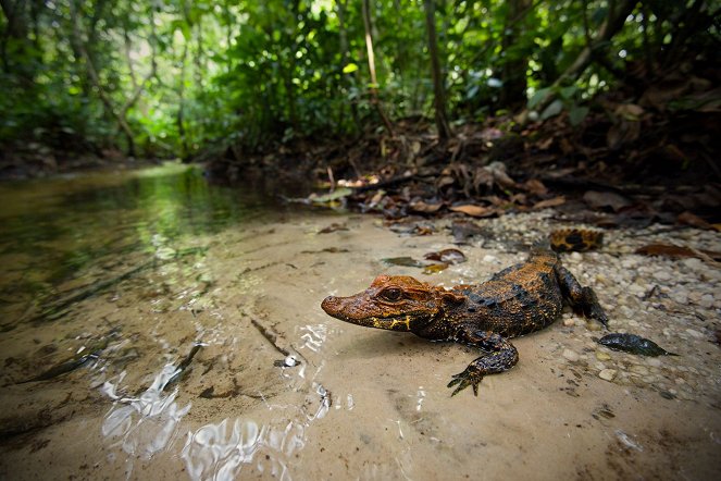 Za tajemným krokodýlem do Konga - Kuvat elokuvasta