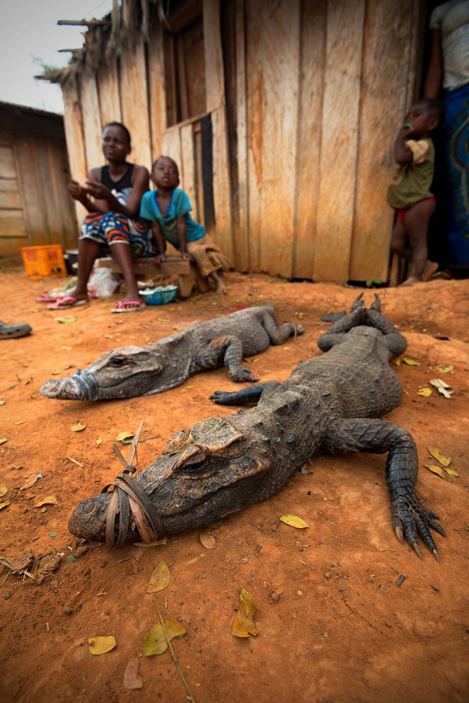 Za tajemným krokodýlem do Konga - Do filme