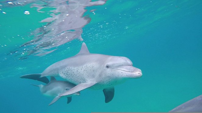 Ponta do Ouro Partial Marine Reserve - Photos