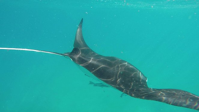 Ponta do Ouro Partial Marine Reserve - Photos