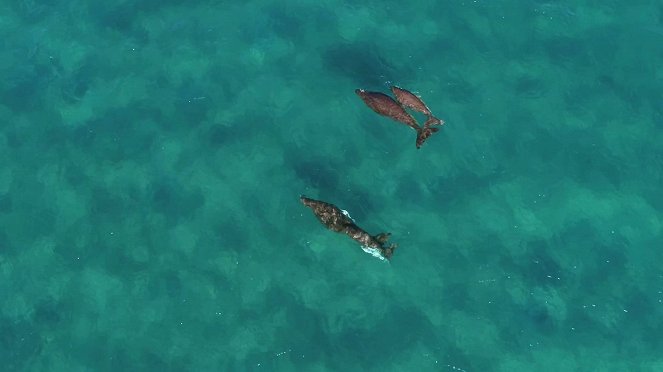 Bazaruto Archipelago National Park - De la película