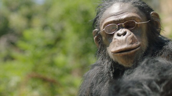 Godina na majmunot - Kuvat elokuvasta