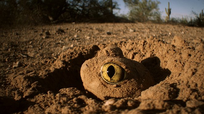 Das Wüstenparadies - Filmfotos