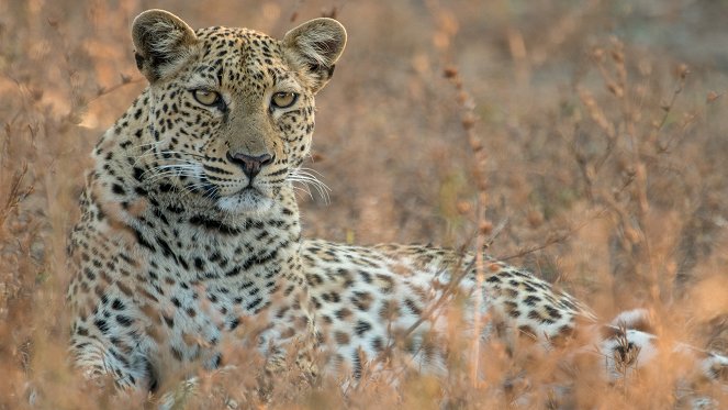 Malika Leopard Huntress - Do filme