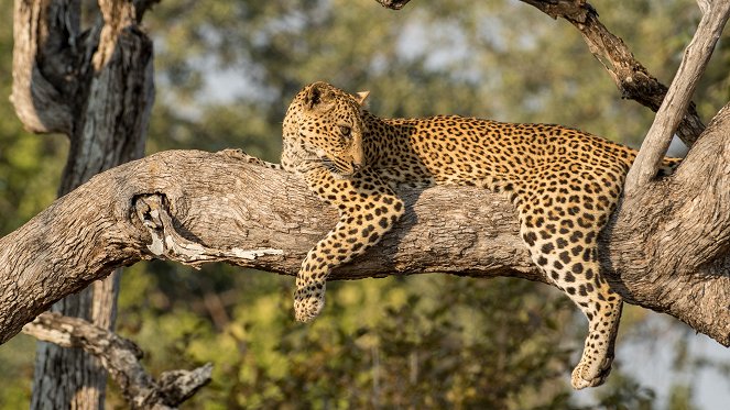 Malika Leopard Huntress - Kuvat elokuvasta