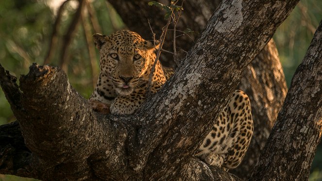 Malika Leopard Huntress - Van film