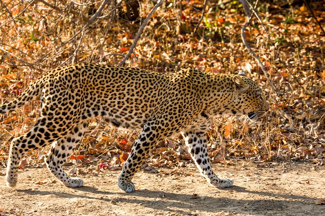 Malika Leopard Huntress - De la película