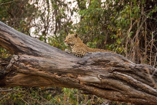 Universum: Malika jagt - Abenteuer einer Leopardin - Filmfotos