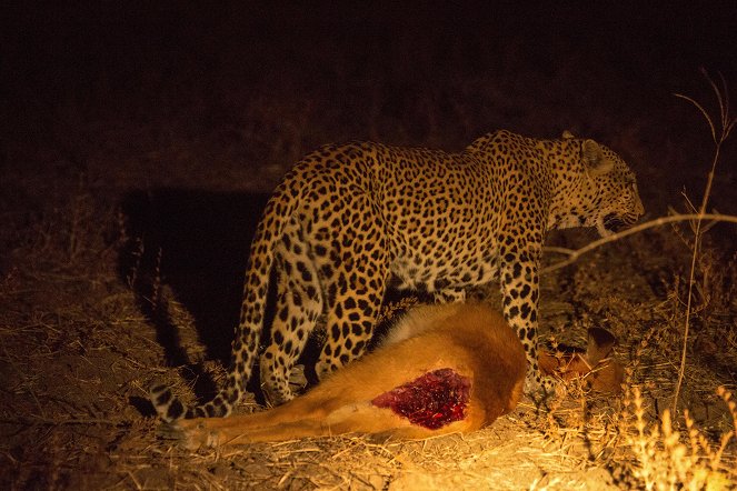 Malika Leopard Huntress - Photos