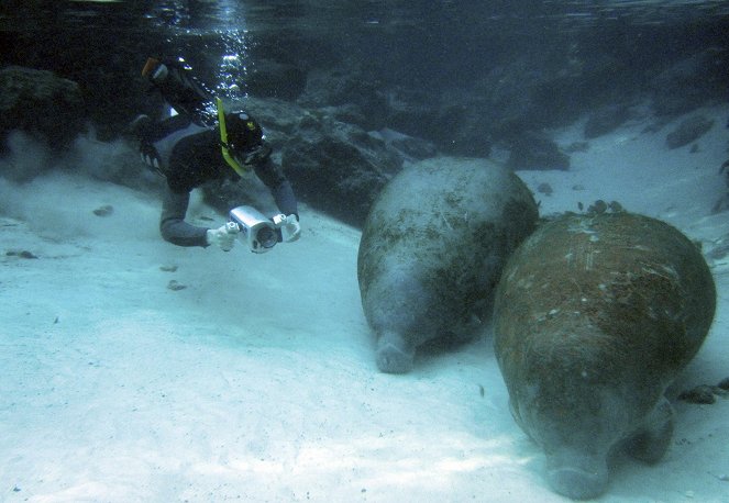 Manatis mögen's heiß - Floridas Seekühe - Photos