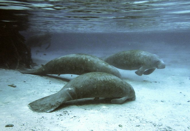 Manatis mögen's heiß - Floridas Seekühe - Photos
