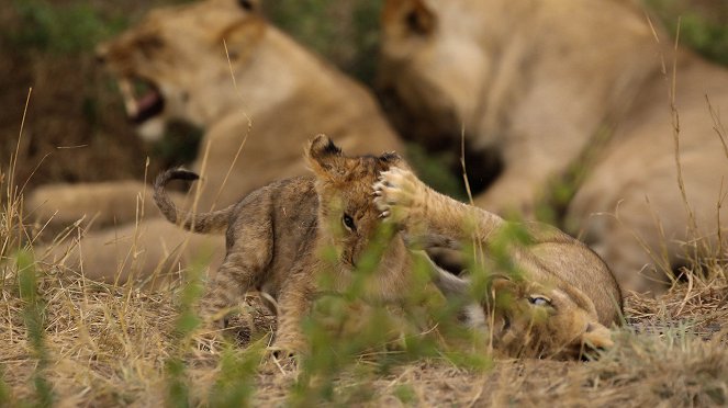 Afrikas wilde Tierwelt - Filmfotos