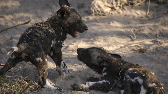 Africa's Wild Side - Van film