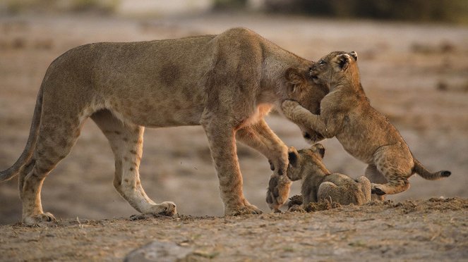 Afrikas wilde Tierwelt - Filmfotos