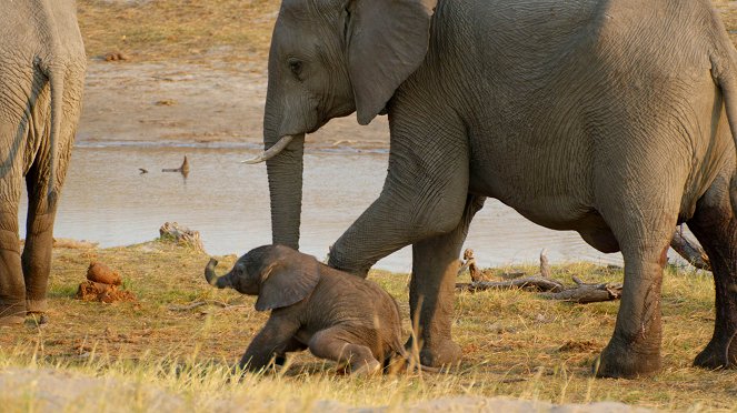 Afrikas wilde Tierwelt - Filmfotos