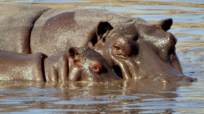 Afrikas wilde Tierwelt - Filmfotos