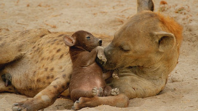 Africa's Wild Side - Van film