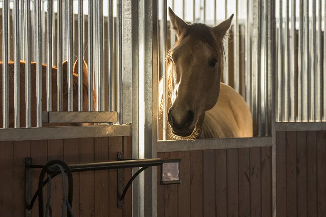 Heartland - Paradies für Pferde - Wer wagt, gewinnt - Filmfotos