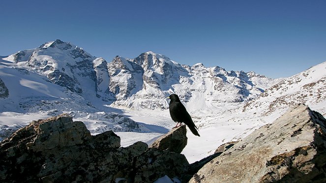 Villi Sveitsi - Vettä ja jäätä - Kuvat elokuvasta