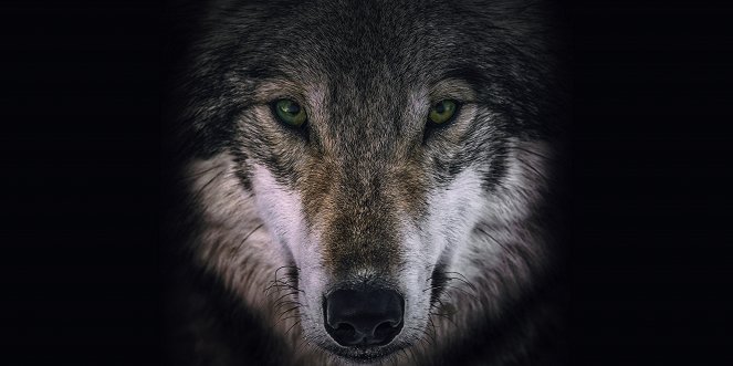 Vlci a bojovníci - Promo