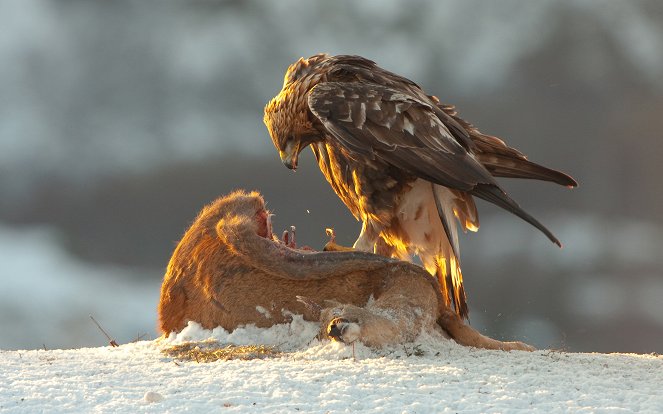 Kráľ nebies – Orol skalný - Kuvat elokuvasta