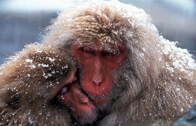 Winterzauber in Japan - Filmfotók
