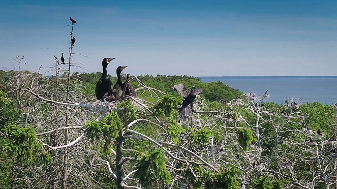 Terra X: Faszination Erde - mit Dirk Steffens: Ostsee - Junges Meer am Abgrund? - Kuvat elokuvasta