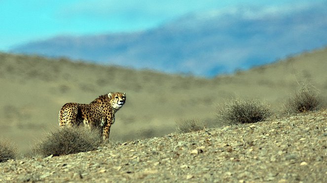 Iran's Wild Side - Do filme