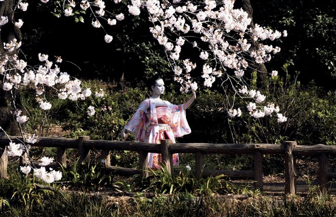Cherry Blossoms - Photos - Aya Irizuki