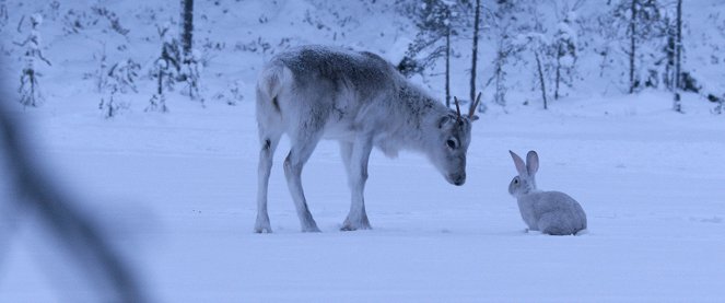 Aïlo : Une odyssée en Laponie - Film