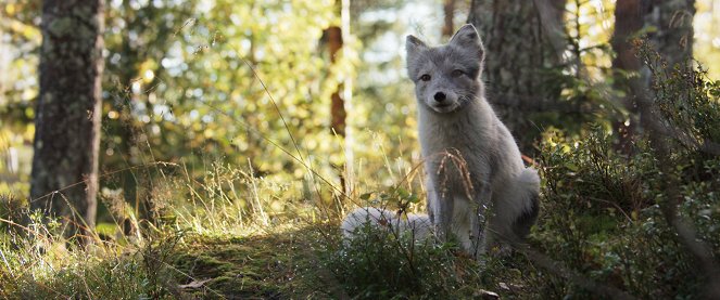 Aïlo : Une odyssée en Laponie - Film