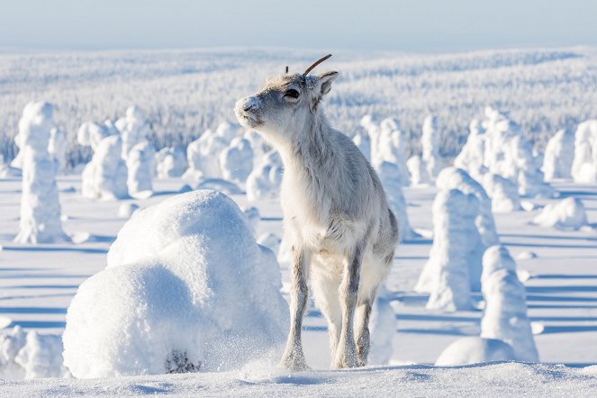 Aïlo : Une odyssée en Laponie - Do filme