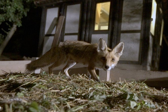 Wilde Nächte - Wenn die Tiere erwachen - Filmfotos