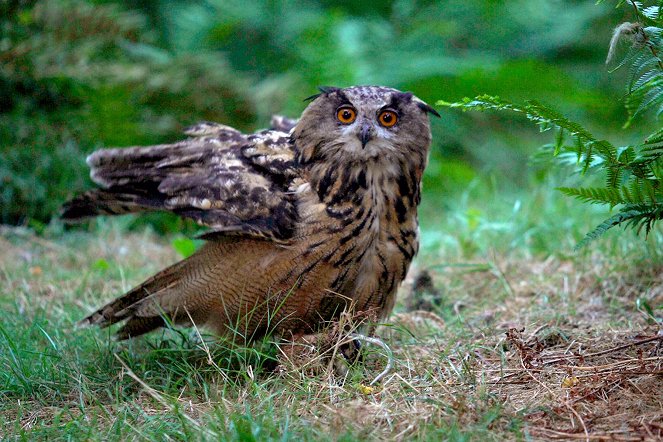 Wilde Nächte - Wenn die Tiere erwachen - Photos