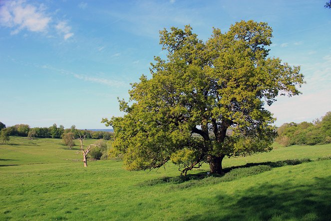 Oak Tree: Nature's Greatest Survivor - Photos