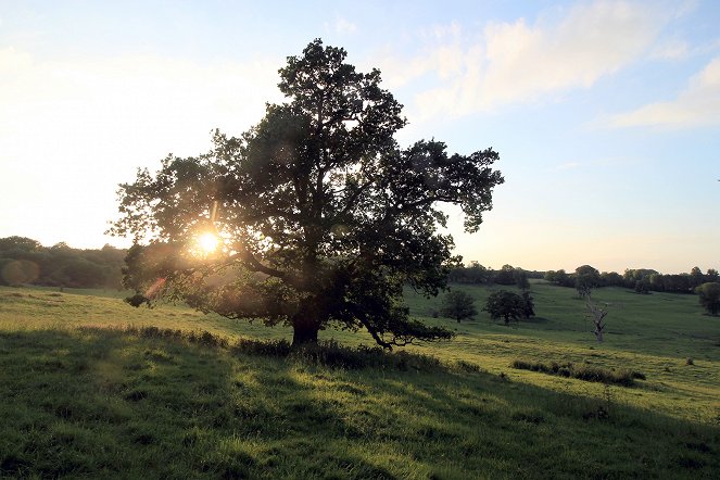 Oak Tree: Nature's Greatest Survivor - Photos