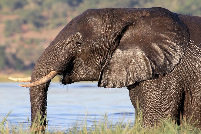 Universum: Giganten hautnah - Unterwegs mit Botsuanas Elefanten - Filmfotos