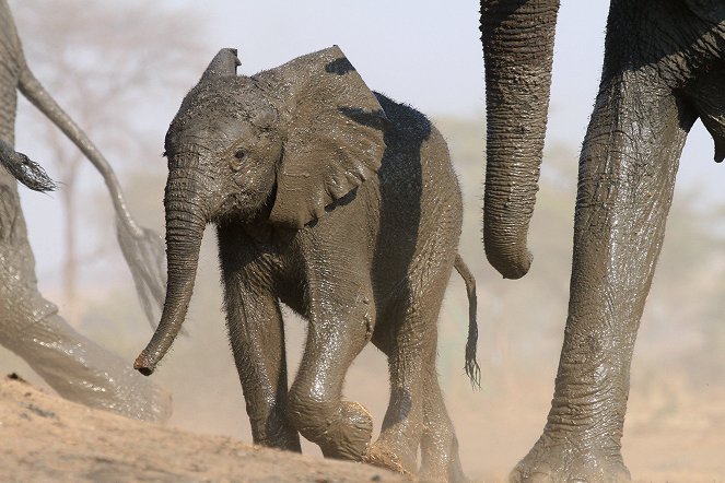 Elephants Up Close - Photos