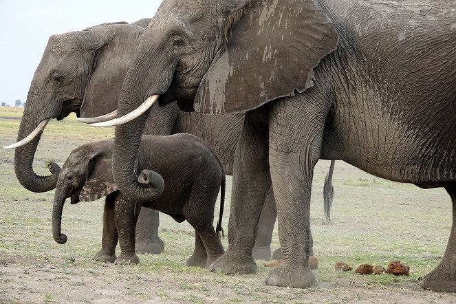 Elefanten hautnah - Kuvat elokuvasta